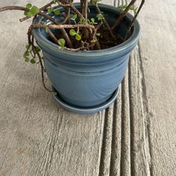 Ceramic Pot And Plant