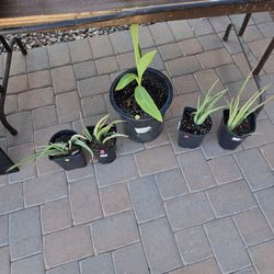 PLANTS FOR SALE