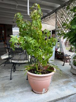 Fast growing Canadian maple