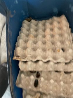 roaches breeding Ben one year dubia roaches breeding Ben one year