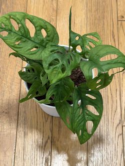 Monstera Adansoni 
