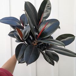 Ficus Elastica Burgundy Plant 6" Pot - Indoor House Plants