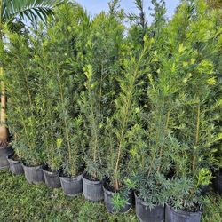 Podocarpus 6 Feet Tall 