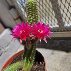6in Flowering Cactus 