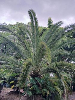 Canary palm $1200🌴