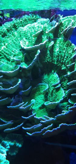 Fake Plastic  monti coral