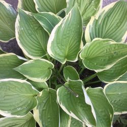 Hosta