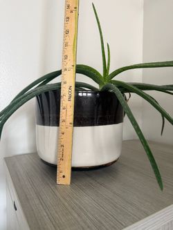 Indoor plant