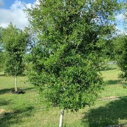 Oak Trees 2" Plus Caliper 10ft Tall Delivered and Planted