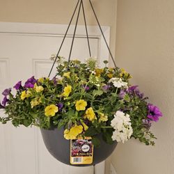 Annual Hanging Flower Pots