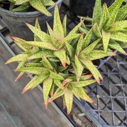 Aloe Vera Succulents 🌱