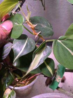 Philodendron Silver Stripe