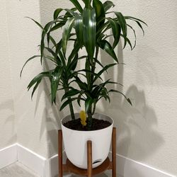 Draceana Indoor Plant 