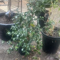 Star Jasmine On Stake