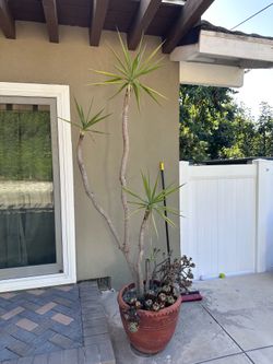 Free Plant and Planter