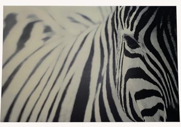 land toonhoogte Legacy IKEA Pjatteryd Zebra Canvas Art for Sale in New York, NY - OfferUp