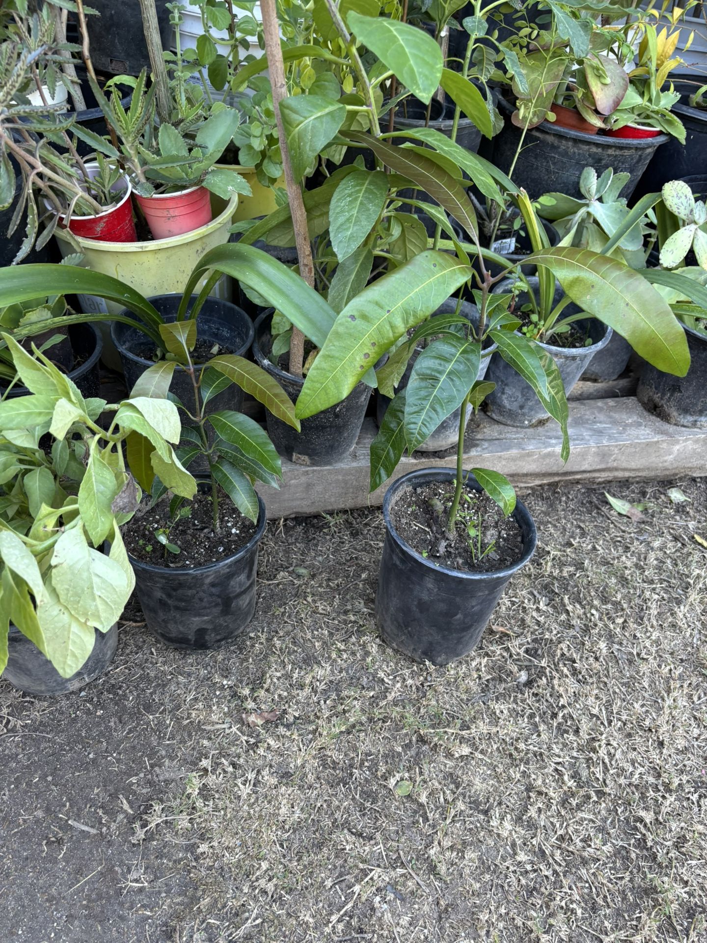 Mango Níspero Durazno Aguacate Guamuchil 