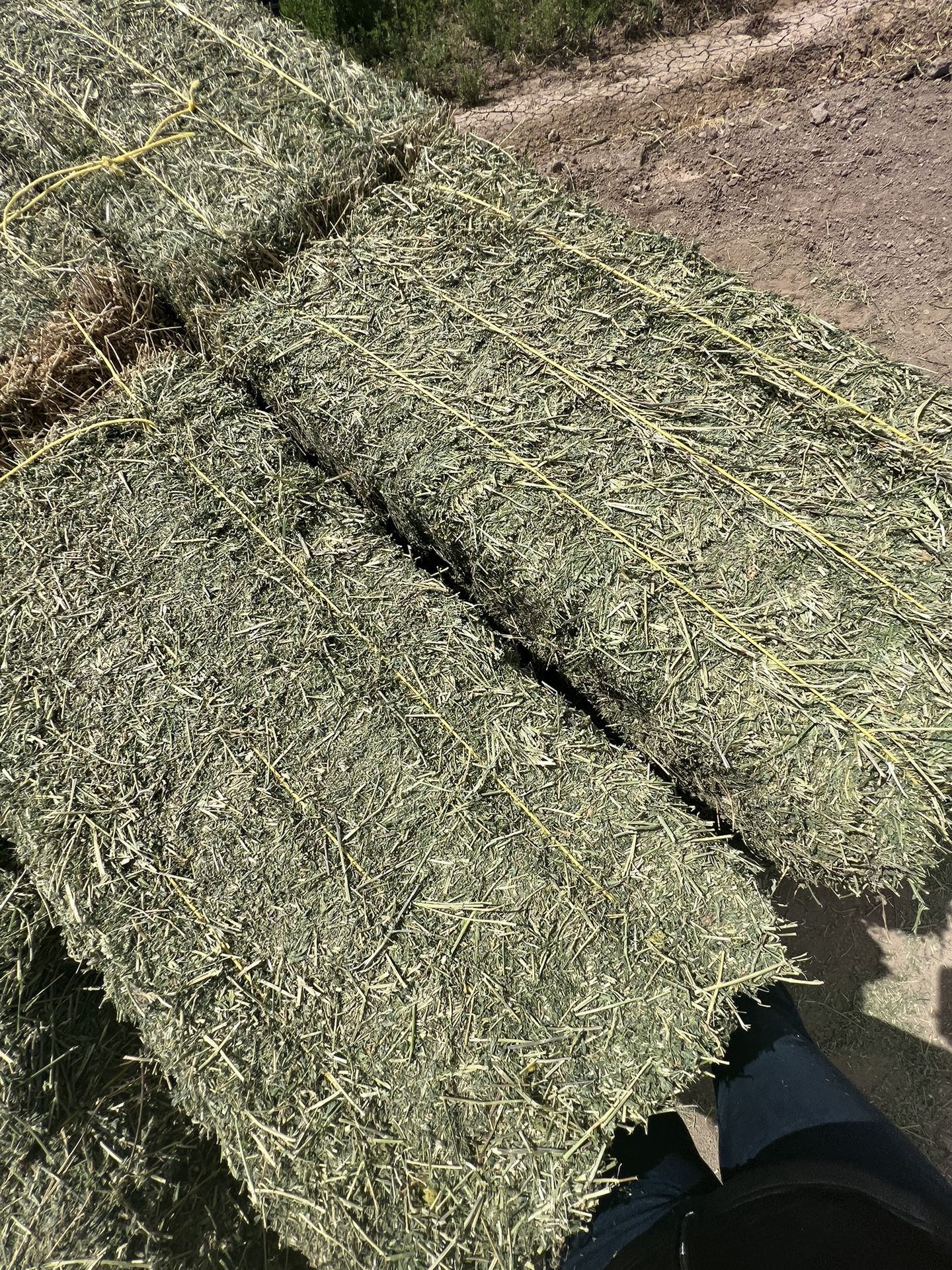 Alfalfa hay