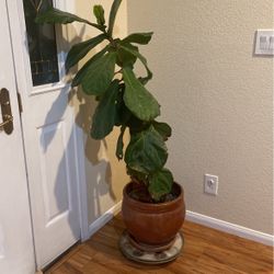 Moving Sale a beautiful plant For $40. 