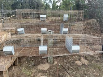 Jaulas Para Godornizes