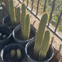 Antorcha Cactus $80 Each