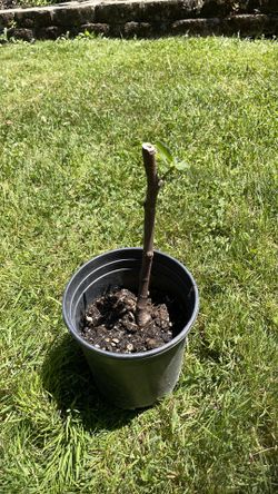 Italian honey fig