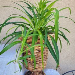 Huge Spider Plant In 15" High Handcrafted Basket