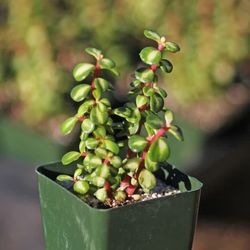 Super Cute Colorful Succulent Starts