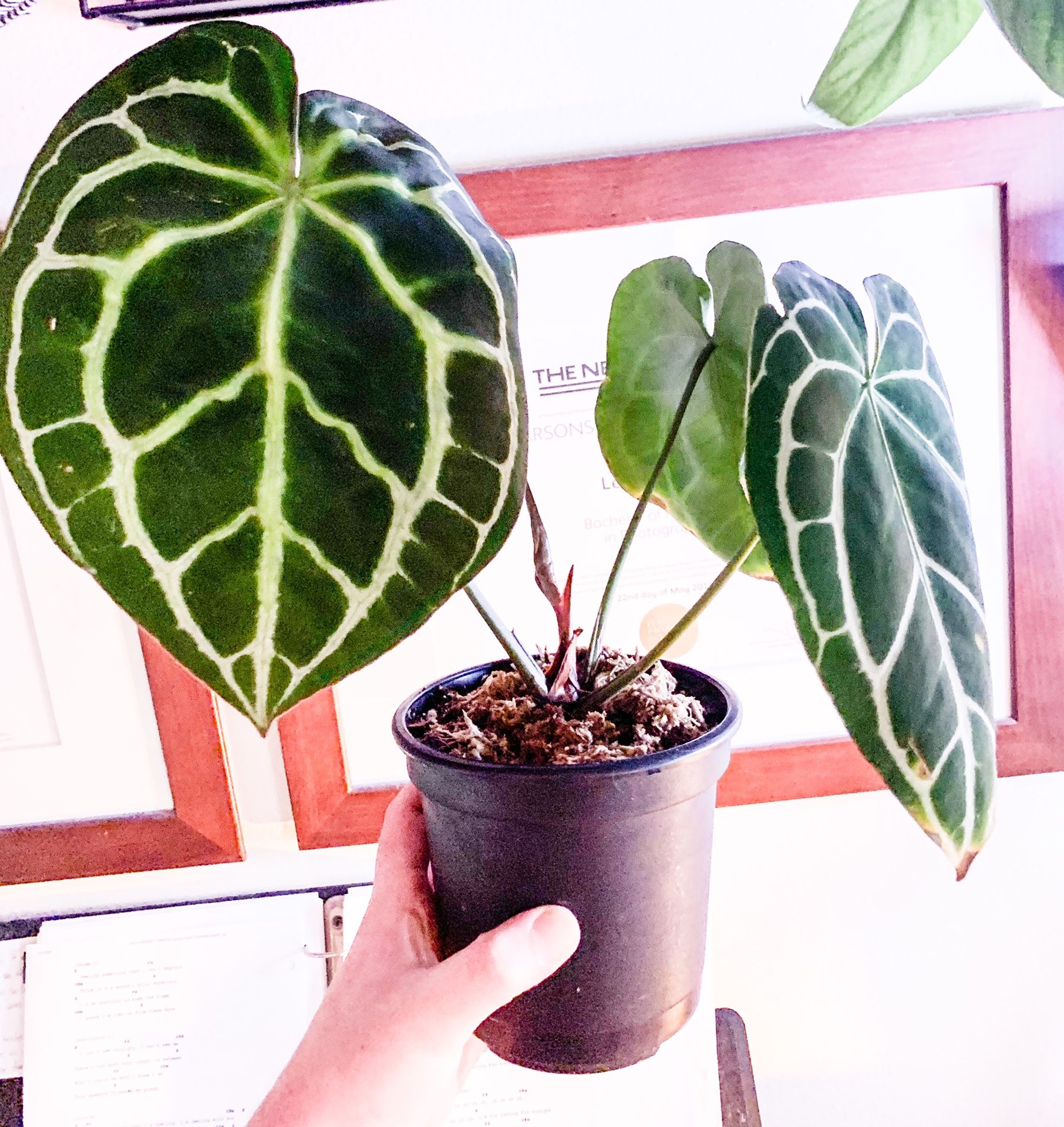 Anthurium crystallinum rare aroid house tropical plant for Sale in Los