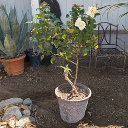 Rosal