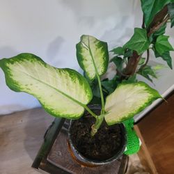 $5 diaffenvachia  plant 