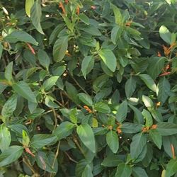 Muicle  $3. El Manojito 