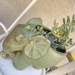 Succulents In A Pot