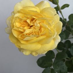 DAVID AUSTIN ROSE BUSH PLANT, BLOOMING FRAGRANT FLOWERS In 5 Gallons Pot Pick Up Only