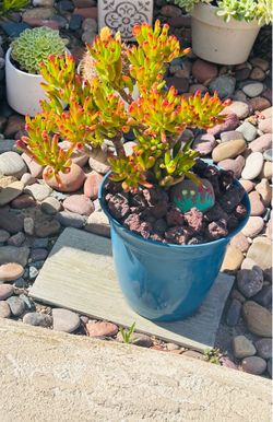 Crassula ovata 'Gollum'