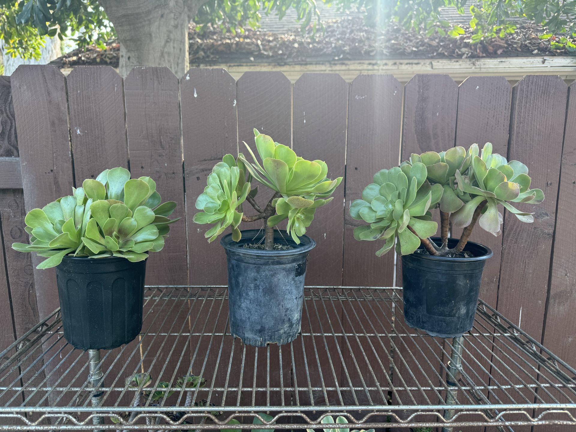 Aeonium Blushing Beauty 