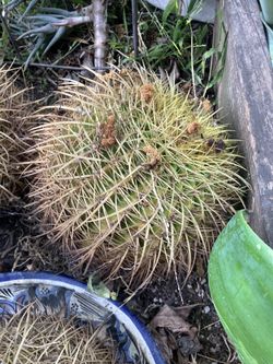 plants BARREL CACTUS,Agave plants
