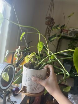 Monstera And Pot