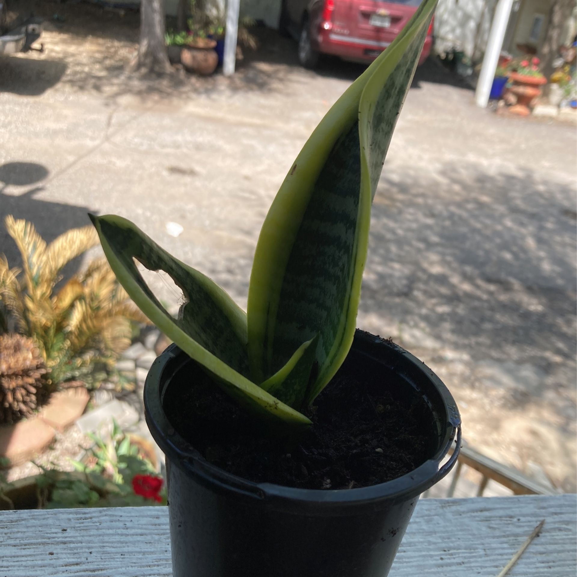Dracaena Or Snake Plant