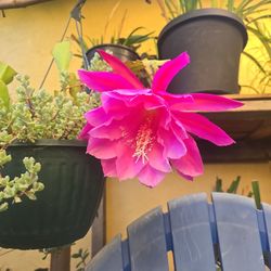 Fushia Pink Epipyhllum With Succulent 