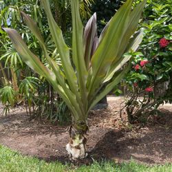 Crynum Lilly—Queen Emma