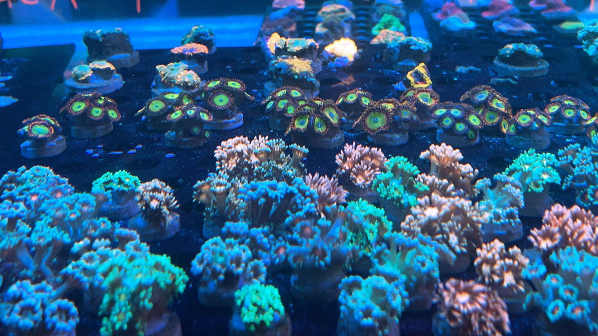 Aquarium Decor