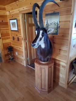 Beautiful Sable Mount