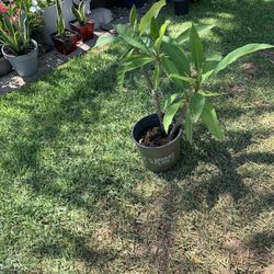 1 Double Plumeria Flower Pot Pink Color 