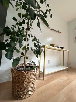 Rare Indoor plant Ficus Triangularis