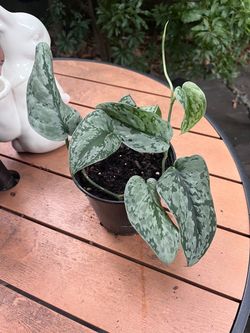 Satin Pothos Plant