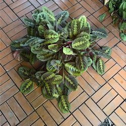 Red Prayer Plant Houseplant