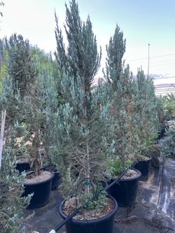 Juniperus scopulorum ‘Skyrocket’ / Skyrocket juniper Hedge And Privacy , Windbreaker 15gal Size $30, 25gal $100