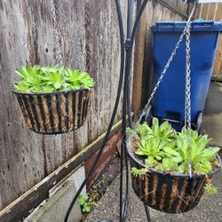 2 Hens & Chicks Succulents In Hanging Planter 