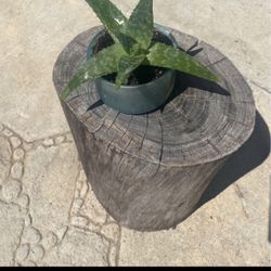 Soap Aloe Succulent Planter 